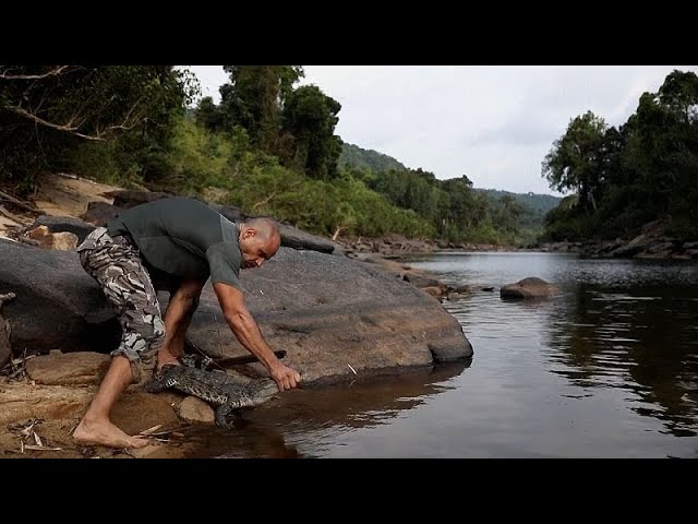 ⁣No Comment : le crocodile du Siam repeuple le Cambodge