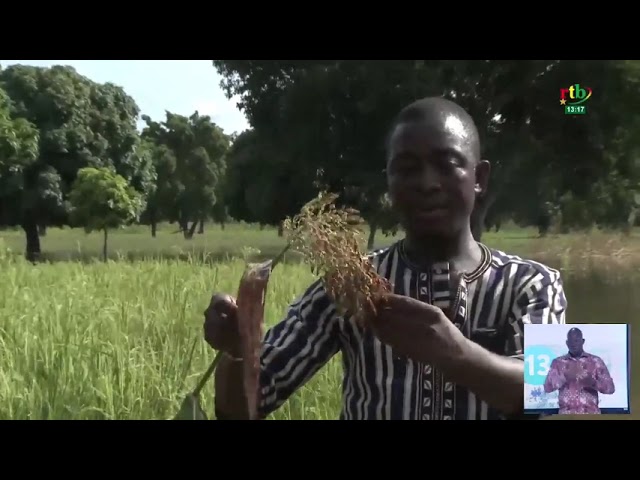 ⁣Boucle du Mouhoun : Inondation de milliers d’hectares de culture, un coup dur pour les producteurs