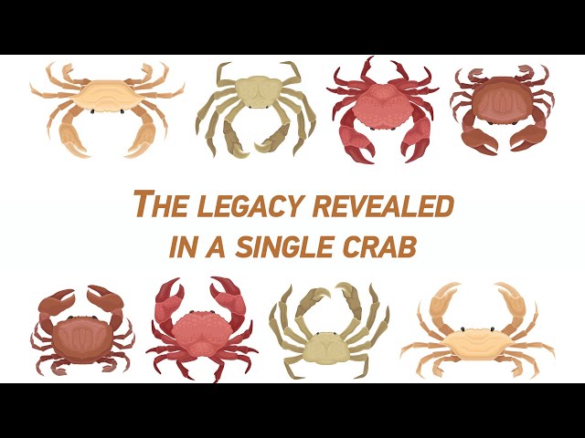 ⁣Culture Atlas: The legacy revealed in a single crab