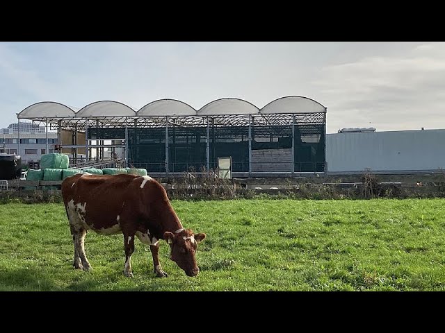 ⁣A floating farm in Rotterdam rises to meet the challenge of climate change