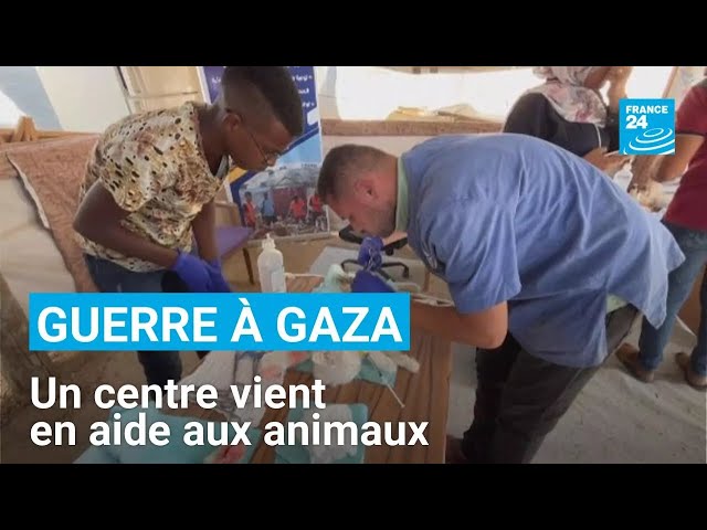 ⁣Gaza : un centre vient en aide aux animaux menacés par la guerre • FRANCE 24