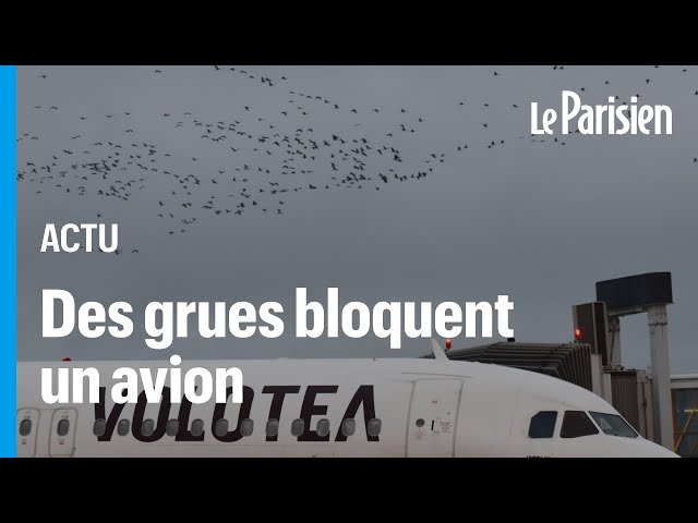 ⁣Un vol Tarbes-Paris retardé par… des grues en pleine migration