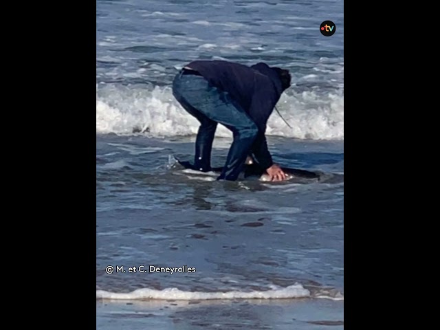 ⁣ Sauvetage d'un bébé dauphin échoué sur la plage de Contis dans les Landes.