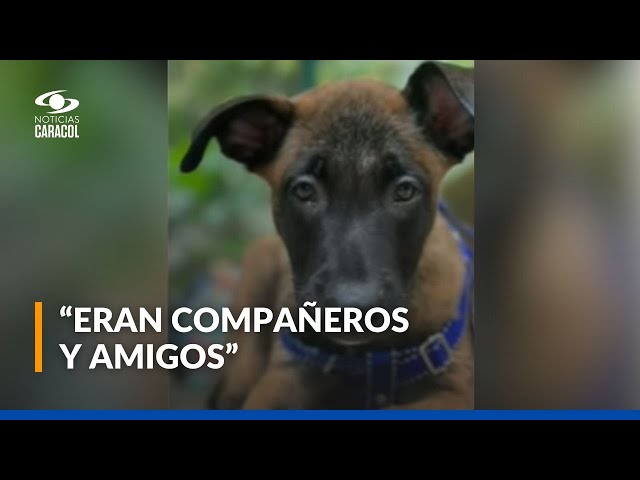 ⁣Perrito Han, fiel compañero que espera a su amo: habla coronel de la Policía