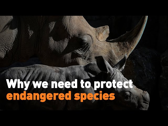 ⁣Why we need to protect endangered species