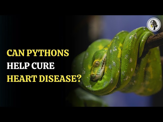 ⁣Can Pythons Help Cure Heart Disease | WION Podcast