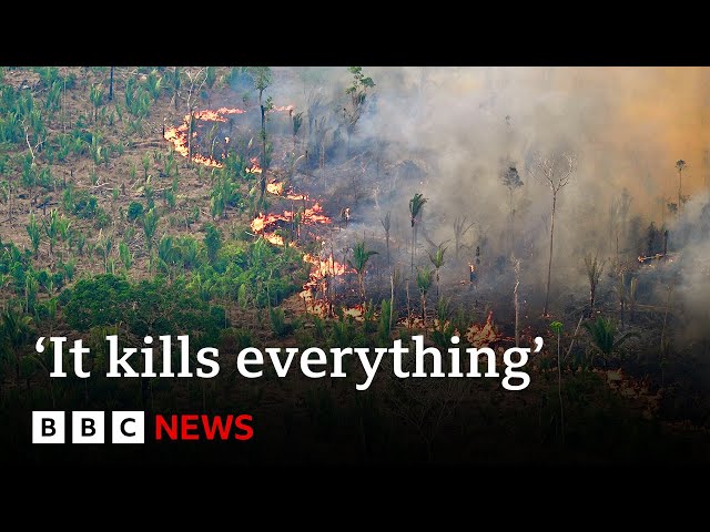 ⁣Amazon’s indigenous people hit by record forest fires in Brazil | BBC News