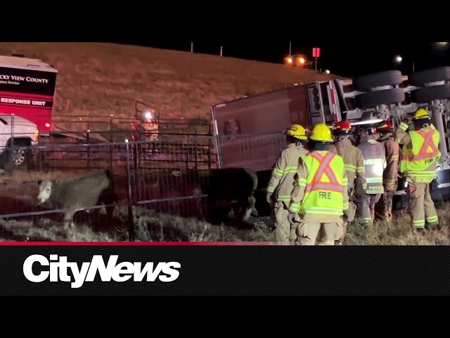 ⁣17 cows die in semi-truck crash in Calgary