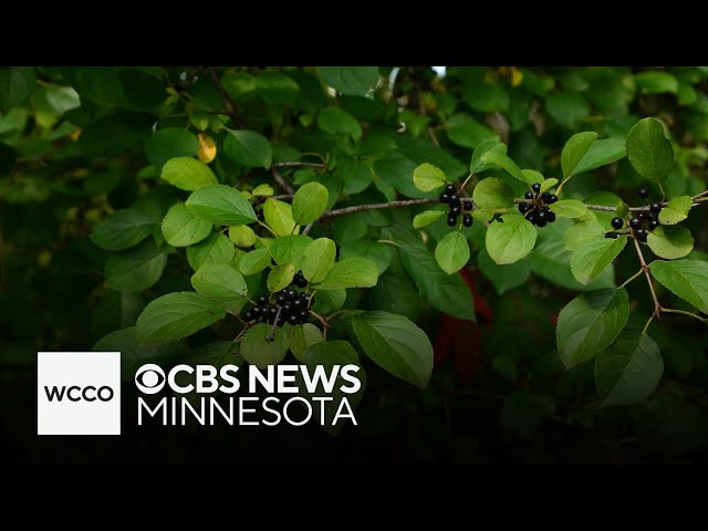 ⁣Student researchers in Minnesota aim to find a solution to eliminate buckthorn