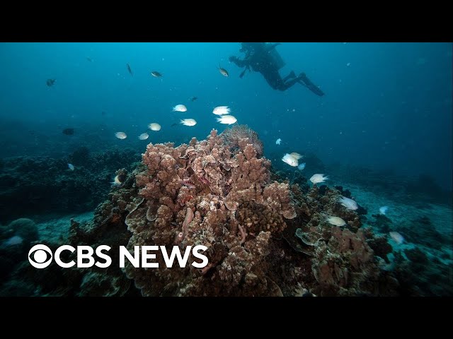 ⁣Global coral reef bleaching event is largest on record, report says