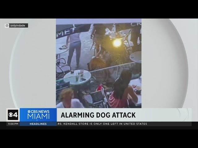 ⁣Large dog pounces on small dog outside coffee shop in Brickell