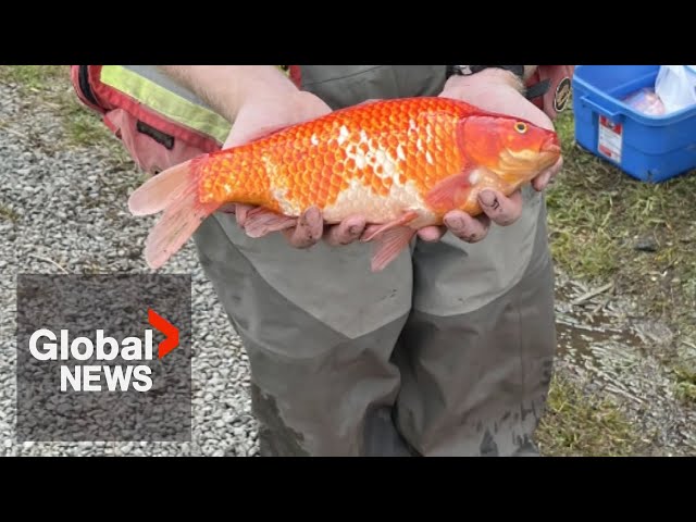 ⁣1,700 invasive goldfish culled from BC community pond