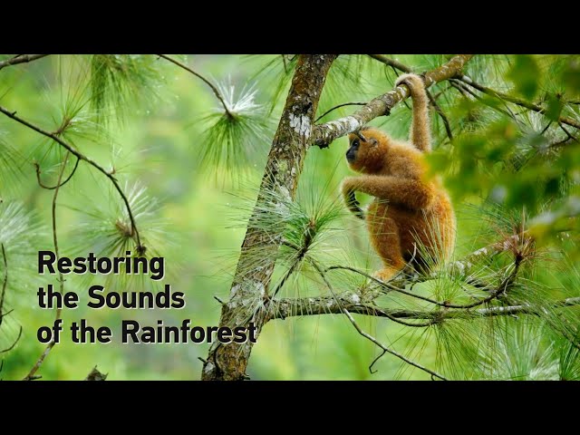 ⁣Restoring the Sounds of the Rainforest