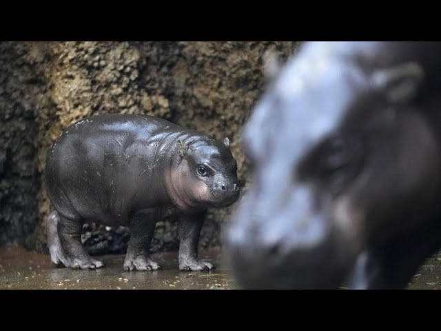 ⁣Bedrohte Tierart: Tschechischer Zoo freut sich über Zwerflusspferd-Nachwuchs