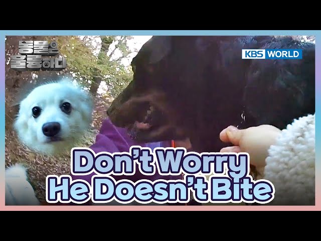 ⁣How to Deal with Dog Attacks [Animals Are Incredible : EP.2-1] | KBS WORLD TV 241023