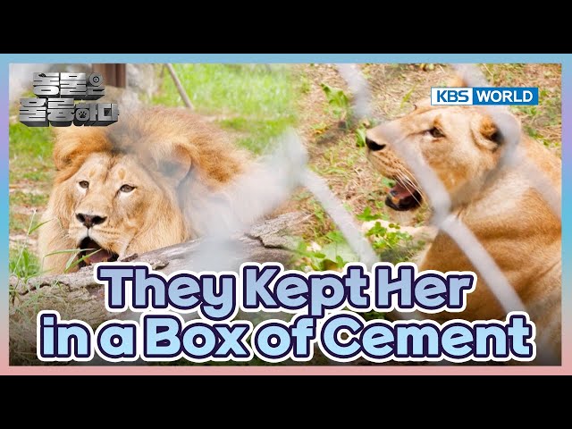 ⁣Rescuing a Lioness [Animals Are Incredible : EP.2-3] | KBS WORLD TV 241023