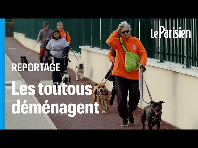 ⁣Le plus vieux refuge de la SPA déménage ses 250 chiens et chats