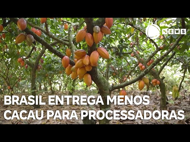 ⁣Brasil entrega menos cacau para processadoras