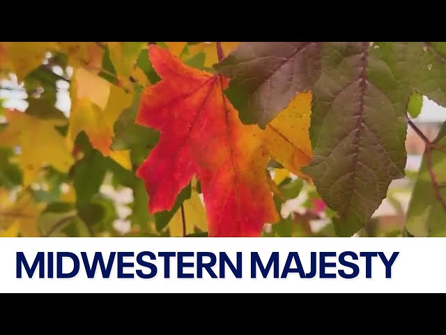 ⁣Why the Midwest's fall colors are undefeated