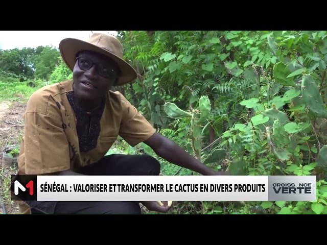 ⁣#CroissanceVerte.. Sénégal : Valoriser et transformer le cactus en divers produits