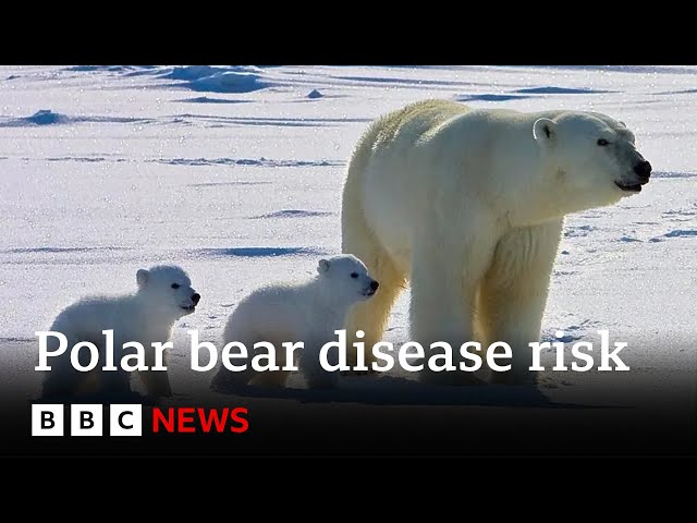 ⁣Polar bears face higher risk of disease in a warming Arctic | BBC News