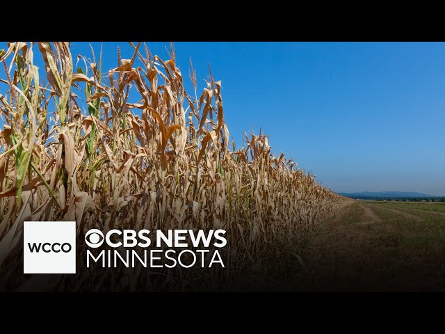 ⁣Concerns over drought in Minnesota continue to grow amongst farmers