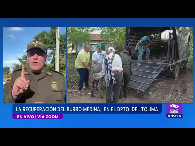 ⁣¿Cómo se recupera el burro Medina, herido en incendios suscitados en el departamento del Tolima?