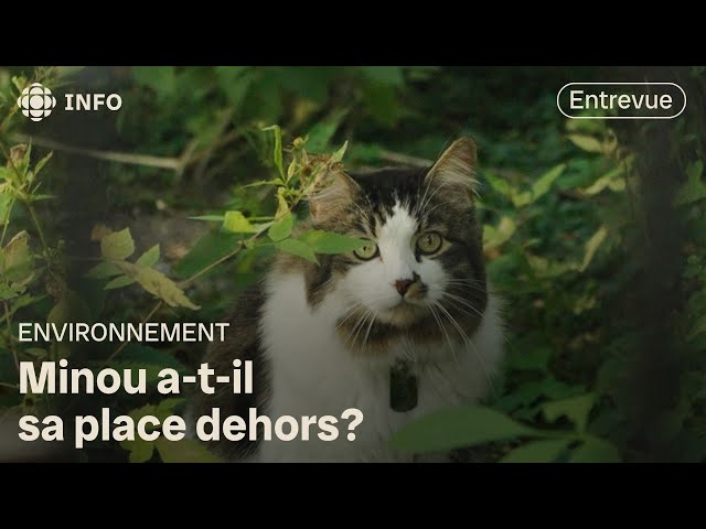 ⁣Voici comment les chats ravagent la biodiversité