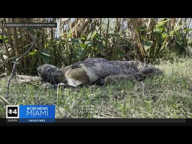 ⁣Burmese pythons can eat bigger prey than realized, Florida scientists warn