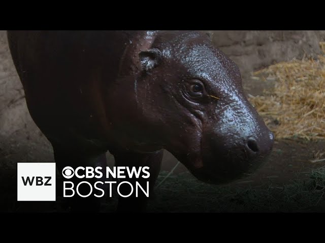 ⁣Zookeepers hope Moo Deng’s popularity can help endangered pygmy hippos