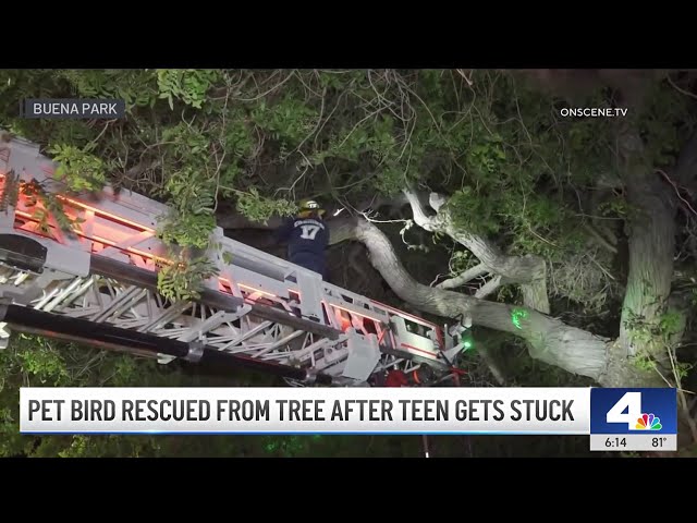 ⁣Teen boy and pet bird rescued from tree in Buena Park