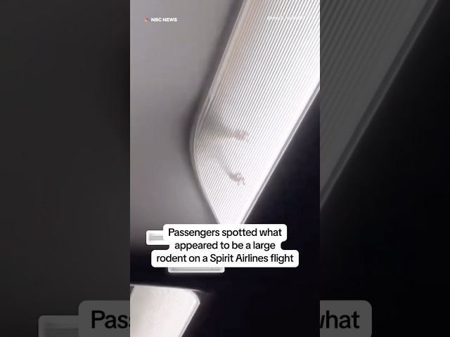 ⁣Passengers spotted what appeared to be a large rodent on a Spirit Airlines flight