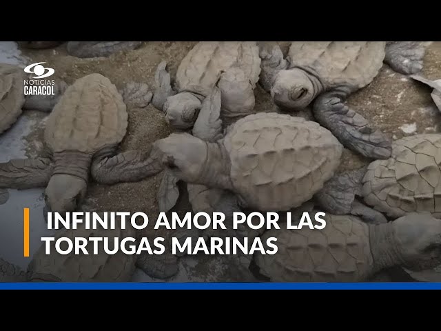 ⁣Matrona de Bahía Solano lidera la protección de tortugas: “Me da nostalgia y alegría”