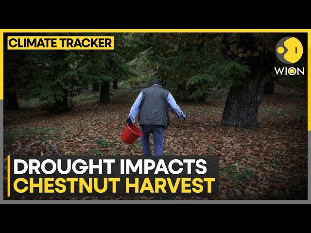 ⁣Greece: Months of Searing Heat Harms Greece's Chestnut Produce | WION Climate Tracker | WION