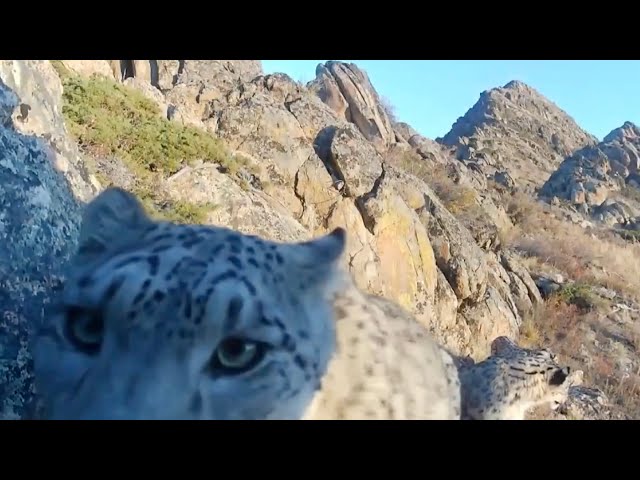 ⁣Snow leopards spotted in rare footage in northwest China's Xinjiang Uygur Autonomous Region