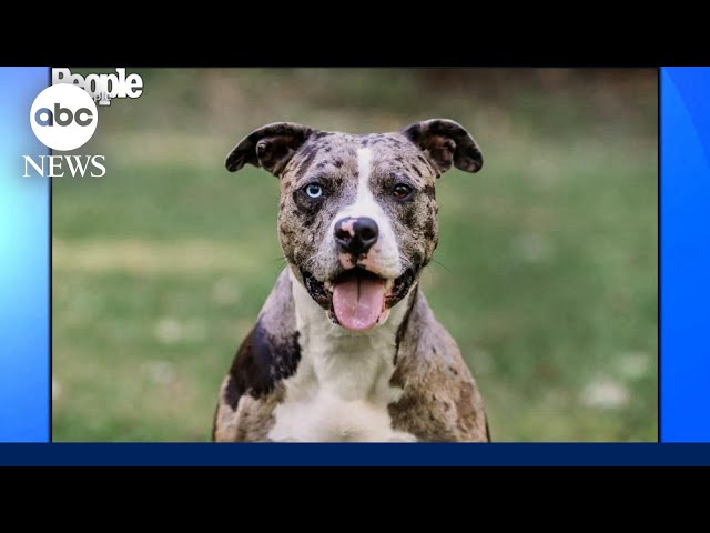 ⁣Ohio pup crowned ‘World’s Cutest Rescue Dog’