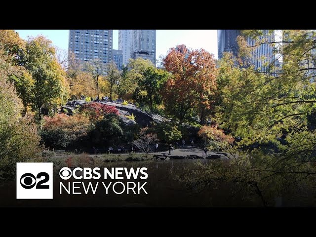 ⁣Fall foliage peaking in Central Park