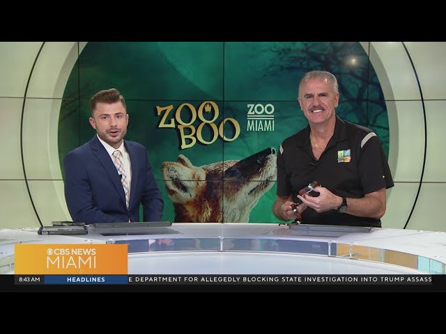 ⁣Annual "Zoo Boo" at Zoo Miami is this weekend