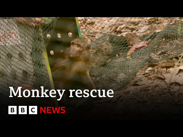 ⁣Monkey rescued from online monkey torture ring released into wild | BBC News