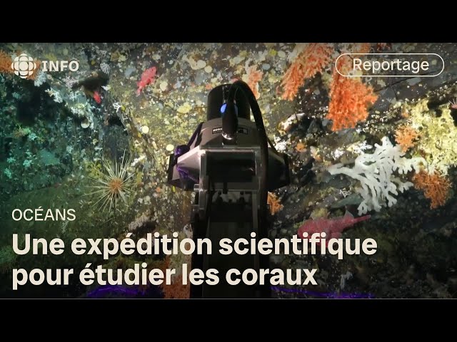 ⁣Des coraux d'eau froide découverts aux îles Galapagos en Équateur | Découverte