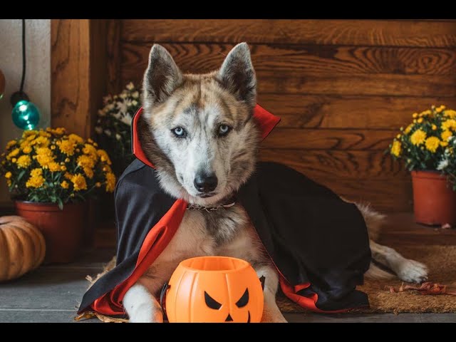 ⁣Halloween: Organizan concurso de disfraces de mascotas y la madrina será Susy Díaz