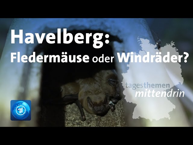 ⁣Havelberg: Fledermäuse oder Windräder? | tagesthemen mittendrin