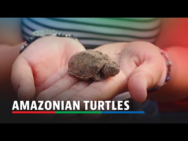 ⁣Repopulation project sparks hope for Amazonian turtles