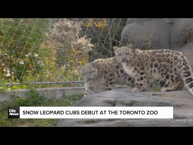 ⁣Snow leopard cubs make their public debut at the Toronto Zoo