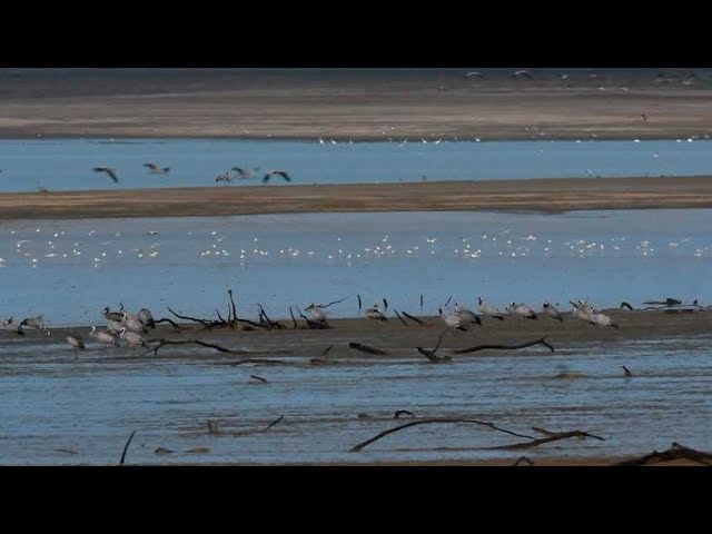 ⁣Lac du Der : Un petit train pour observer les grues