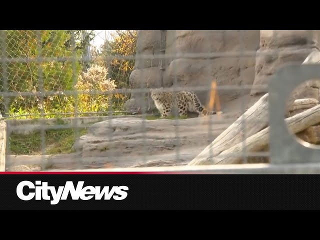 ⁣FIRST LOOK: Snow Leopard cubs explore exhibit at Toronto Zoo