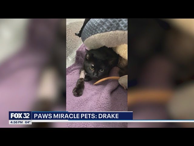 ⁣Miracle cat 'Drake' survives near-death illness, finds new life with PAWS Chicago