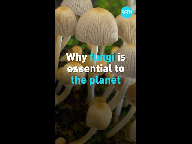 ⁣Why fungi is essential for the planet