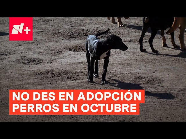 ⁣¿Por qué no debes dar en adopción a perros y gatos en Octubre y Noviembre? - N+