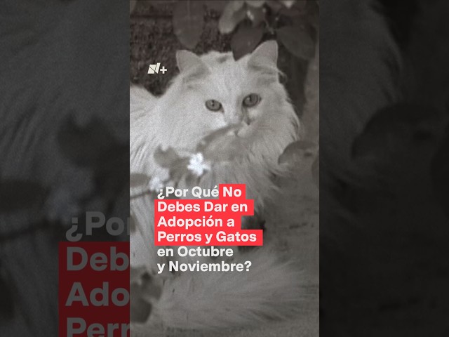 ⁣¿Por qué no debes dar en adopción a perros y gatos en Octubre y Noviembre? - N+ #Shorts